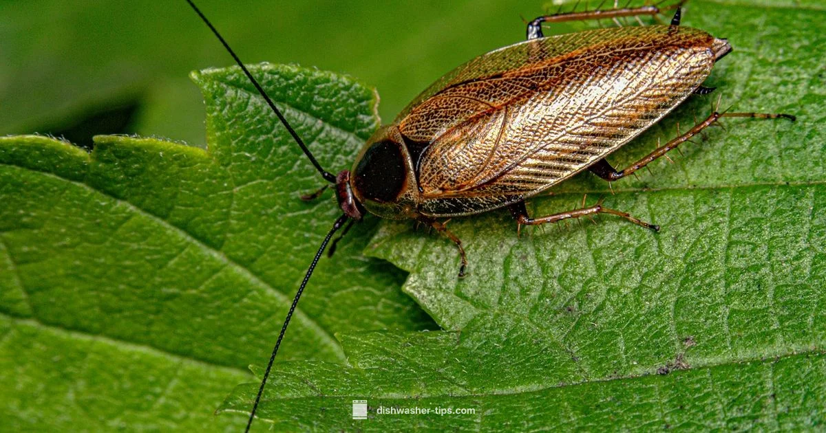Dishwasher Roaches - Dishwasher Tips