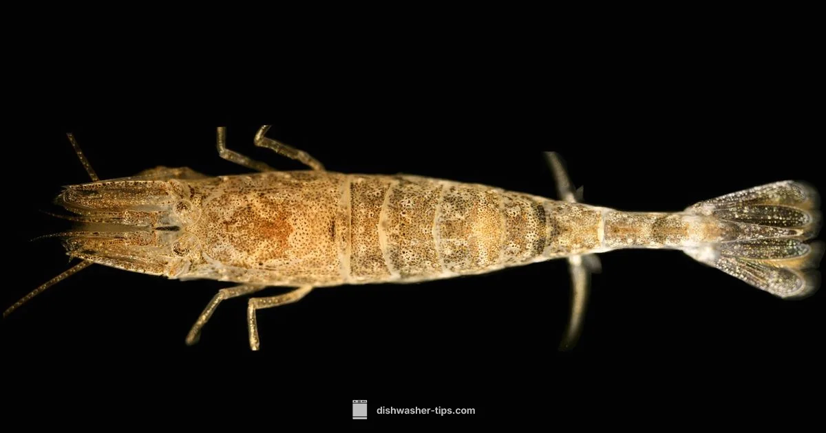 Black Dishwasher Guide - Dishwasher Tips