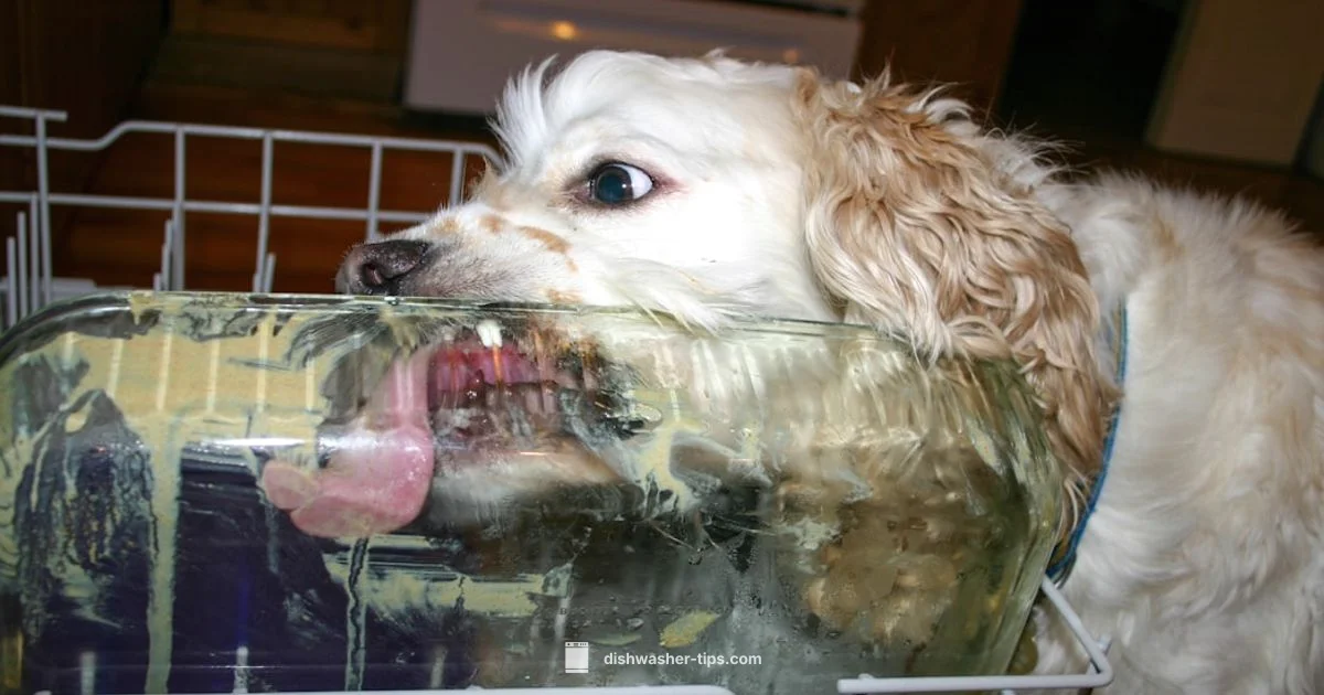 Leaking Dishwasher - Dishwasher Tips